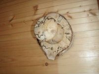 gite-location-vassiviere-loutre-portemanteau2