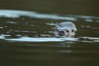 loutre-olivier-villa-rec-red