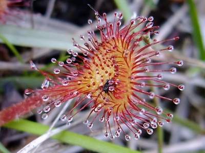 gite location vassiviere drosera